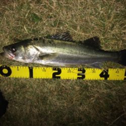 連日の好調なシーバス