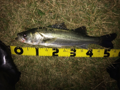 連日の好調なシーバス