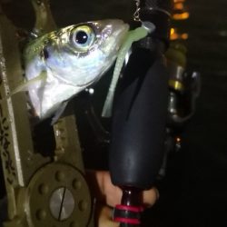 アジング練習 69