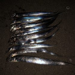 湾奥良く釣れてますよ