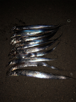 湾奥良く釣れてますよ