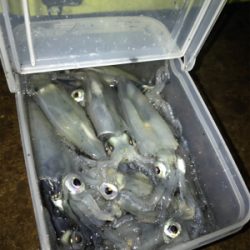 小雨の降る中久しぶりのヒイカ　プチ地合い(^o^)／