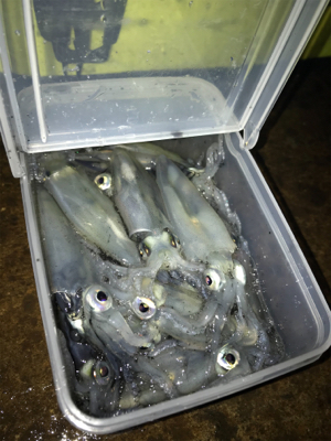 小雨の降る中久しぶりのヒイカ　プチ地合い(…