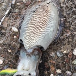 正体はこいつなのか