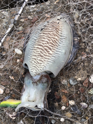 正体はこいつなのか