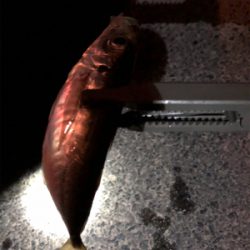 けっこう釣れました