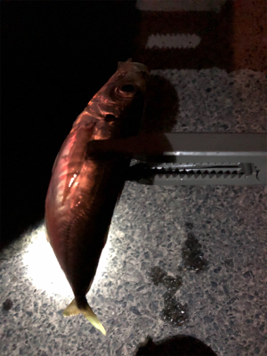 けっこう釣れました