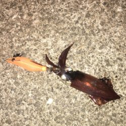 ヒイカ釣り♪時々タコ☆GUNNING-STYLE