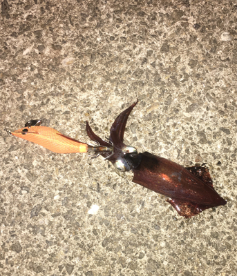 ヒイカ釣り♪時々タコ☆GUNNING-ST…