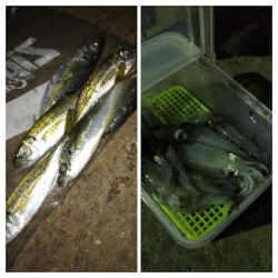 ライトエギング時々アジング(^.^)