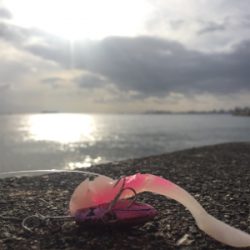 タチウオでかめ