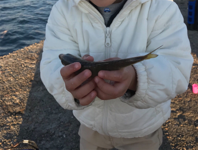 アジング&サビキ