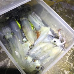 エギのローテでヒイカ釣り(^.^)