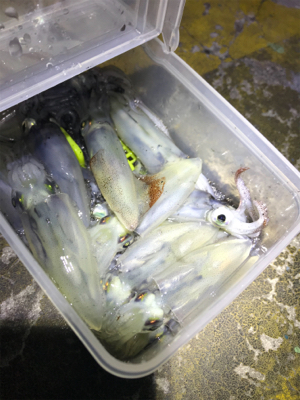 エギのローテでヒイカ釣り(^.^)