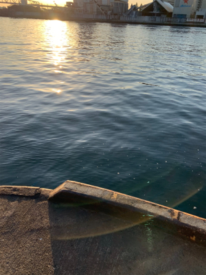 今日もタチウオ朝練