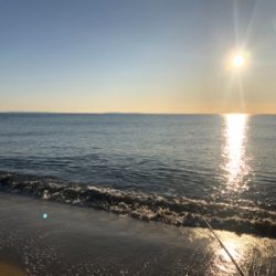 まだ釣れたハマチ