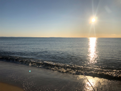 まだ釣れたハマチ