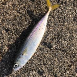 あのルアーでタチウオ爆