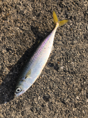 あのルアーでタチウオ爆