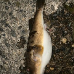 松部港 アジ投げサビキ釣り