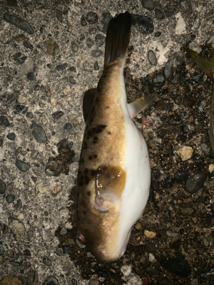 松部港 アジ投げサビキ釣り