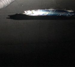 今日は連れら数人と…