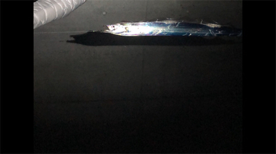 今日は連れら数人と…