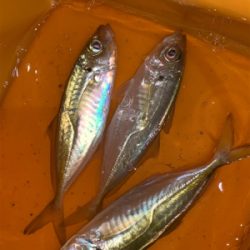 アジ、ヒイカ⑤