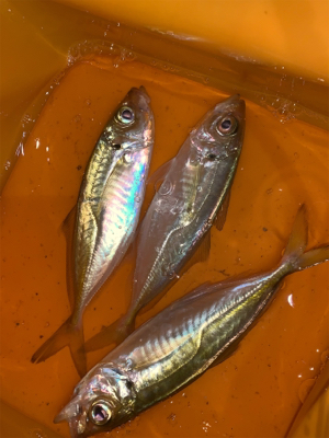 アジ、ヒイカ⑤