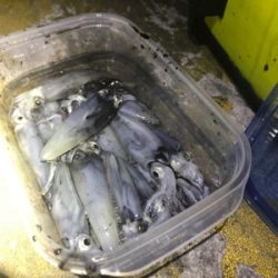 寒い中でのヒイカ釣りσ(^_^;)