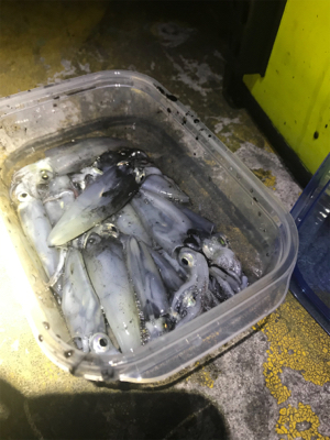 寒い中でのヒイカ釣りσ(^_^;)