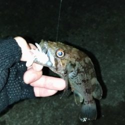 今日はどんこ祭り