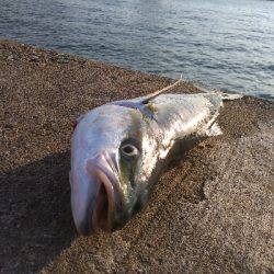 まさかのメジロ