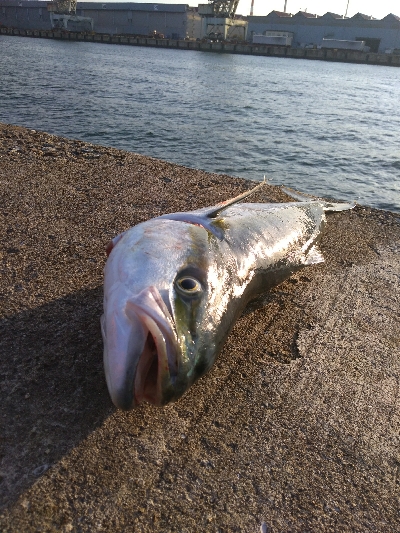 まさかのメジロ