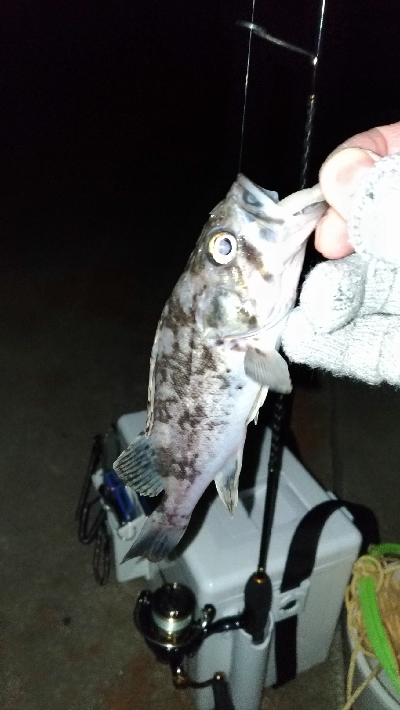 長潮でも釣れるのか実験