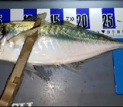 ついに念願の！