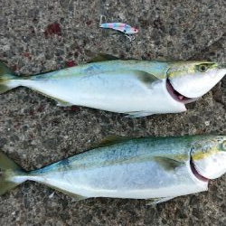 ようやくバラさずハマチ！