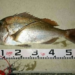 1投目で、ショア真鯛60㎝オーバーゲット！！