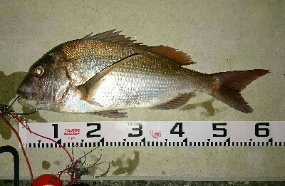 1投目で、ショア真鯛60㎝オーバーゲット！！