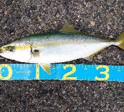 激渋の中、なんとか