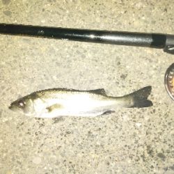 チビカサゴ大漁