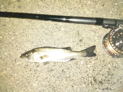 チビカサゴ大漁