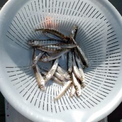 今期初ワカサギ釣り苦戦