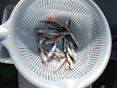 今期初ワカサギ釣り苦戦