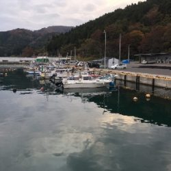 まさかのコブダイ