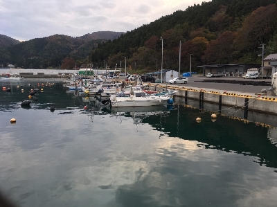 まさかのコブダイ