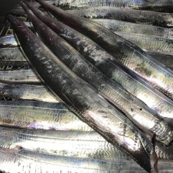 今年初の二けた