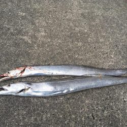 いいサイズ2本!