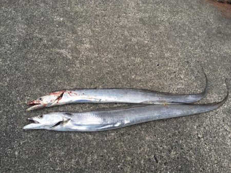 いいサイズ2本!