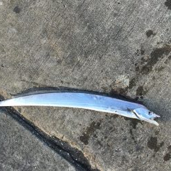 マリンピアで人爆